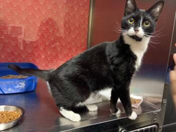 Domestic Short Hair Cats Available for Adoption in Worcester, Massachusetts - Twiggy | PetCurious