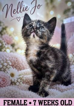 Nellie Jo -  American Shorthair Cat for Adoption in Fort Payne, Alabama - Nellie Jo | PetCurious