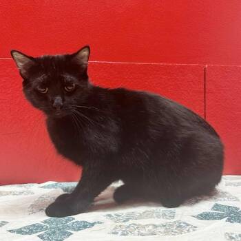 Rescue Domestic Short Hair Cats for Adoption in Union, Missouri - Boo D1 | PetCurious