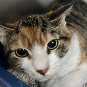 Domestic Short Hair Cats Available for Adoption in Newport, North Carolina - Pearl | PetCurious