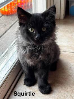 Squirtle -  Domestic Medium Hair Cat for Adoption in Battle Creek, Michigan - Squirtle | PetCurious