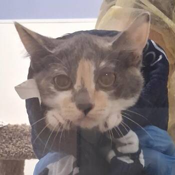 Nonstick -  Domestic Short Hair Cat for Adoption in Murray, Utah - Nonstick | PetCurious