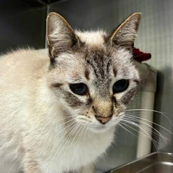 VINO -  Domestic Short Hair Cat for Adoption in Pensacola, Florida - VINO | PetCurious