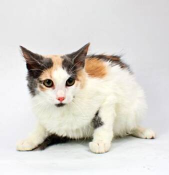 Houdini -  Domestic Long Hair and Domestic Short Hair Cat for Adoption in Morton Grove, Illinois - Houdini | PetCurious