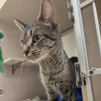 Domestic Short Hair Cats Available for Adoption - Mikki | PetCurious