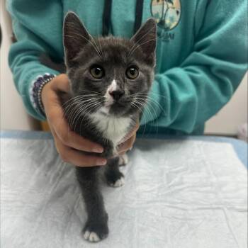 Mochi -  Domestic Short Hair Cat for Adoption in Ashland, Oregon - Mochi | PetCurious