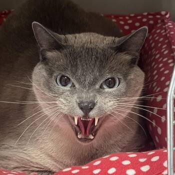 Siamese Cats Available for Adoption in Lenexa, Kansas - Smoke | PetCurious