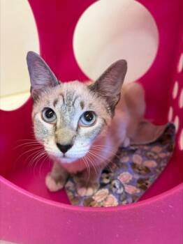 Shorty -  Siamese and Domestic Short Hair Cat for Adoption in Honolulu, Hawaii - Shorty | PetCurious