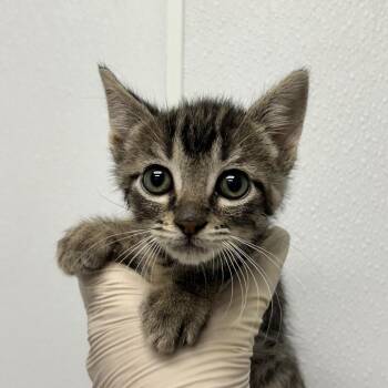 Domestic Short Hair Cats Available for Adoption in Abilene, Texas - Zinfandel | PetCurious