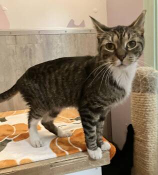 Quibble -  Domestic Short Hair and Tabby Cat for Adoption in Dublin, Ohio - Quibble | PetCurious