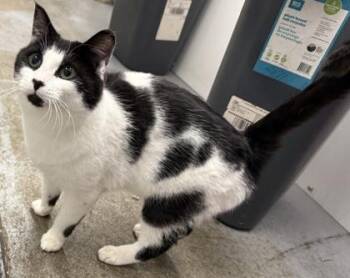 Domestic Short Hair Cats Available for Adoption - Aquarius | PetCurious