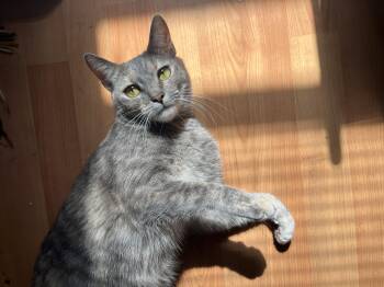 Rescue Dilute Tortoiseshell and Domestic Short Hair Cats for Adoption in Philadelphia, Pennsylvania - Peewee | PetCurious