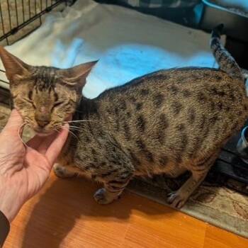Lady Howell -  Domestic Short Hair Cat for Adoption in League City, Texas - Lady Howell | PetCurious