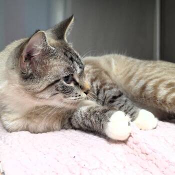 Kitty -  Domestic Short Hair Cat for Adoption in Michigan City, Indiana - Kitty | PetCurious