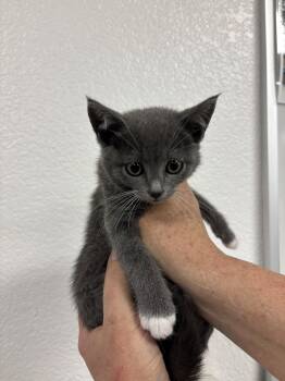 Tuxedo Cats Available for Adoption in Napa, California - Fozzie ( BC) | PetCurious