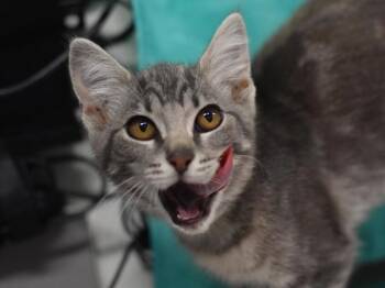 Spirulina -  Domestic Short Hair Cat for Adoption in Portland, Oregon - Spirulina | PetCurious