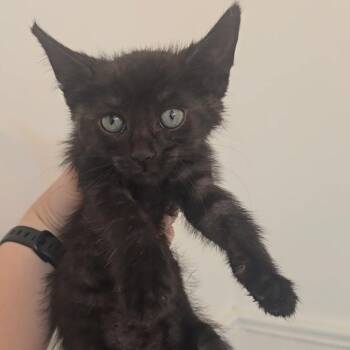 Piggly Wiggly -  Domestic Short Hair Cat for Adoption in Jarrettsville, Maryland - Piggly Wiggly | PetCurious