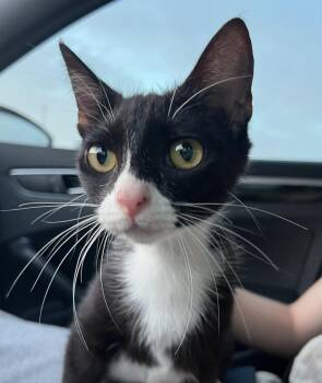 Domestic Short Hair and Tuxedo Cats Available for Adoption in Frisco, Texas - Coconut The Tux | PetCurious