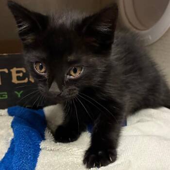 Domestic Short Hair Cats Available for Adoption in Yuma, Arizona - Salem | PetCurious