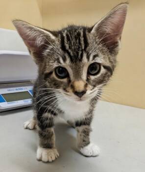 Smartie -  Domestic Short Hair Cat Available for Adoption in Sechelt, British Columbia - Smartie | PetCurious