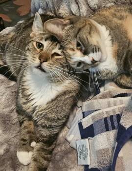 Rescue Domestic Short Hair Cats for Adoption in Brighton, New York - Bashful & SneezyNot (bonded Siblings) | PetCurious