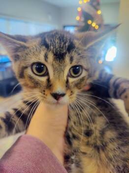 Rescue Domestic Short Hair Cats for Adoption in Seneca, South Carolina - Waffles $50 | PetCurious