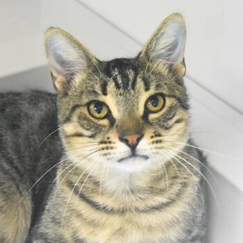 Ciba -  Domestic Short Hair Cat for Adoption in St. Petersburg, Florida - Ciba | PetCurious
