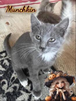 Rescue Domestic Short Hair Cats for Adoption in Corinth, New York - Munchkin | PetCurious