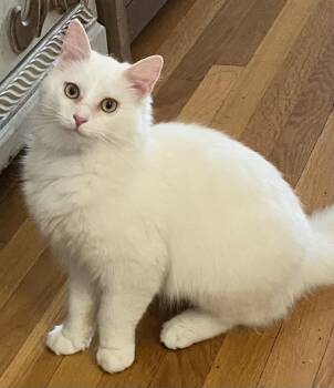 Angelo -  Domestic Medium Hair Cat for Adoption in Fairfax, Virginia - Angelo | PetCurious