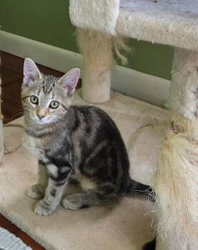 Amy -  Domestic Long Hair Cat for Adoption in Findlay, Ohio - Amy | PetCurious