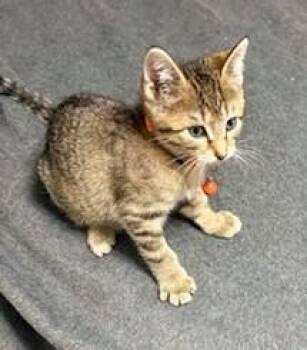 Rescue Domestic Short Hair Cats for Adoption in New Albany, Ohio - Curly | PetCurious