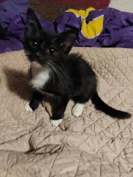Ore -  Tuxedo Cat for Adoption in Pineville, Louisiana - Ore | PetCurious
