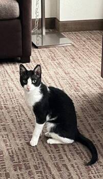 Egyptian Mau Cats Available for Adoption in Herndon, Virginia - Feta - FEE SPONSORED! | PetCurious