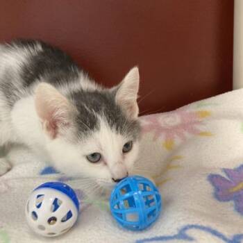 Stripe -  Domestic Short Hair Cat for Adoption in Janesville, Wisconsin - Stripe | PetCurious