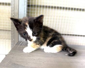 Calllie Kitty -  Domestic Short Hair Cat for Adoption in Burgaw, North Carolina - Calllie Kitty | PetCurious