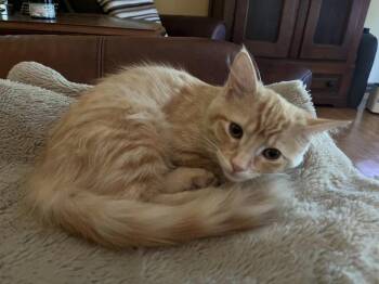 Maddie -  Domestic Medium Hair and Domestic Short Hair Cat for Adoption in St. Peters, Missouri - Maddie | PetCurious