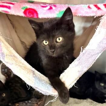 Habanero -  Domestic Short Hair Cat for Adoption in Blackfoot, Idaho - Habanero | PetCurious