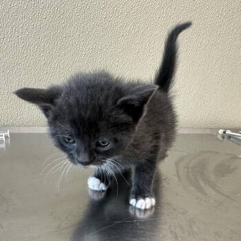 Nati -  Domestic Short Hair Cat for Adoption in Clavet, Saskatchewan - Nati | PetCurious