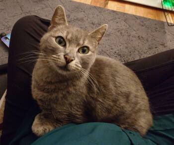 Domestic Short Hair Cats Available for Adoption - Purrdle | PetCurious