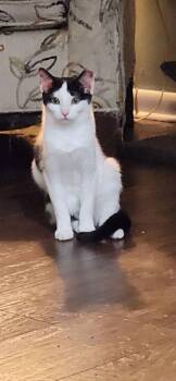 Cate -  Domestic Short Hair Cat for Adoption in Willingboro, New Jersey - Cate | PetCurious