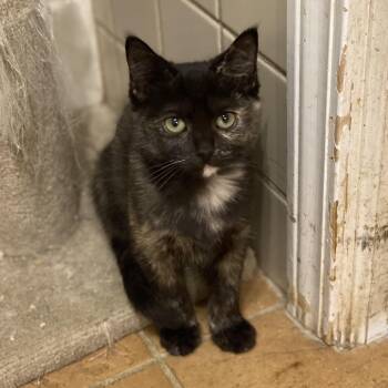 Domestic Short Hair Cats Available for Adoption - Surya | PetCurious