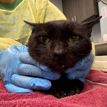 NeeDoh -  Domestic Short Hair Cat for Adoption in Oak Park, Illinois - NeeDoh | PetCurious