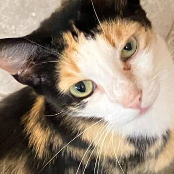 *Courtesy Listing - Calista -  Domestic Short Hair Cat for Adoption in Tuscaloosa, Alabama - *Courtesy Listing - Calista | PetCurious