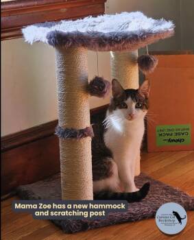 Cerulean Sea Mama: Zoe -  Tabby Cat for Adoption - Cerulean Sea Mama: Zoe | PetCurious