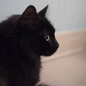 Binx -  Domestic Short Hair Cat for Adoption in Pittsford, Vermont - Binx | PetCurious