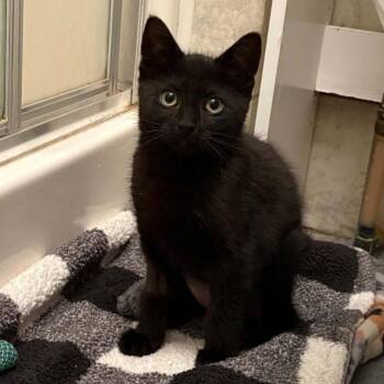Nachos Bell Grande -  Domestic Short Hair Cat for Adoption in Candler, North Carolina - Nachos Bell Grande | PetCurious