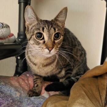 Jenny -  Domestic Short Hair Cat for Adoption in Oshkosh, Wisconsin - Jenny | PetCurious