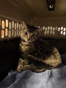 61680776 -  Domestic Short Hair Cat for Adoption in El Paso, Texas - 61680776 | PetCurious