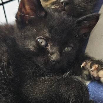 Domestic Medium Hair Cats Available for Adoption in Montgomery, Alabama - Pinto | PetCurious