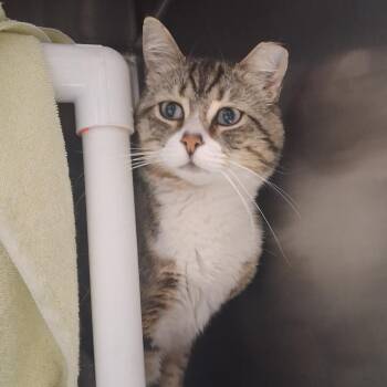Theo -  Domestic Short Hair Cat for Adoption in Murray, Utah - Theo | PetCurious